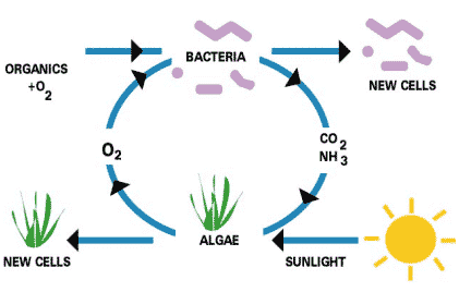 Algae-bacteria Simbiosis