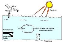 Secondary Facultative Ponds