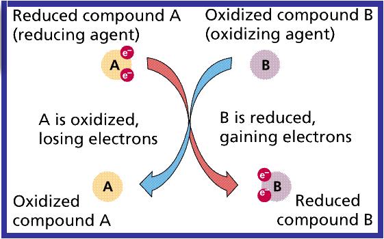 ORP (Oxidation Reduction Potential)